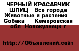 ЧЕРНЫЙ КРАСАВЧИК ШПИЦ - Все города Животные и растения » Собаки   . Кемеровская обл.,Новокузнецк г.